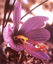  Safran Çiçeği